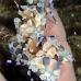 shrimp_harlequin_rr_sur_v_0671_tha2165.jpg